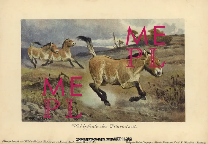 : Wild horses of the Diluvial era, extinct genus : Wild horses of the Diluvial era, extinct genus