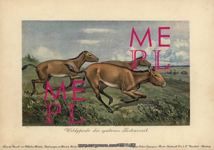: Wild horses of the later Tertiary era, extinct : Wild horses of the later Tertiary era, extinct