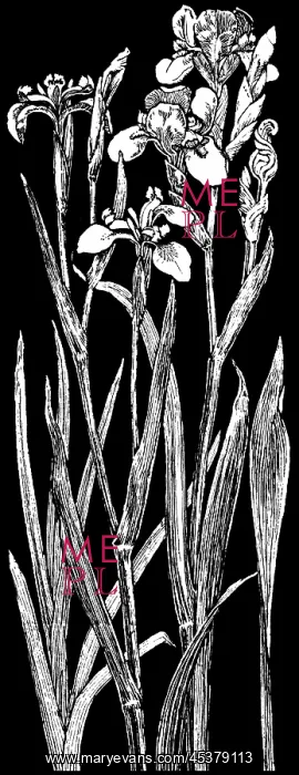 : Wild Iris. Studies in plant form with suggestions for their application to design : Wild Iris. Studies in plant form with suggestions for their application to design