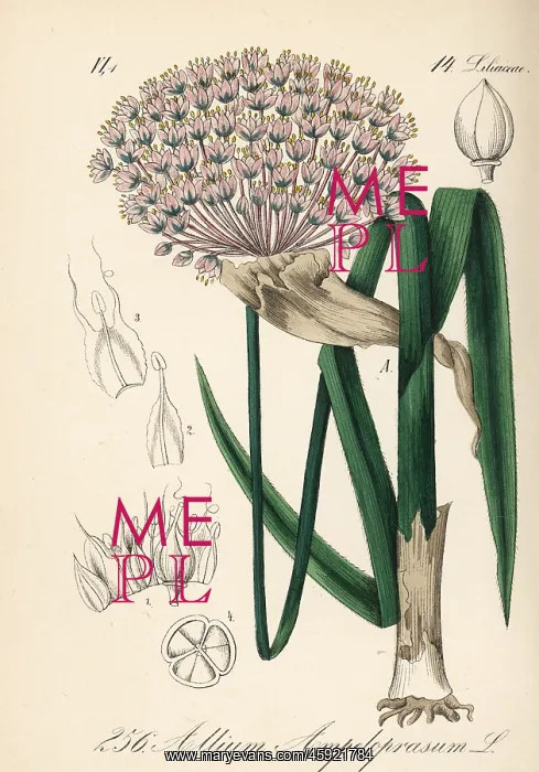 : Wild leek, Allium ampeloprasum : Wild leek, Allium ampeloprasum