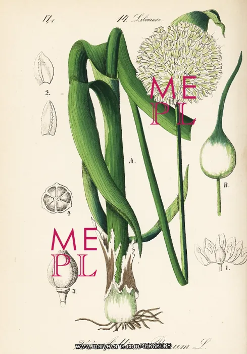 : Wild leek, Allium ampeloprasum : Wild leek, Allium ampeloprasum