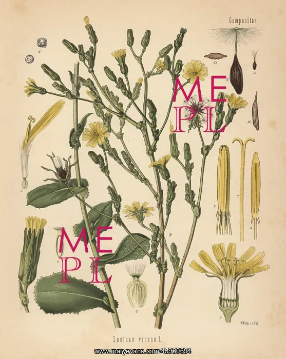 : Wild lettuce or bitter lettuce, Lactuca virosa : Wild lettuce or bitter lettuce, Lactuca virosa