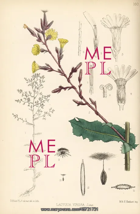 : Wild lettuce, Lactuca virosa
