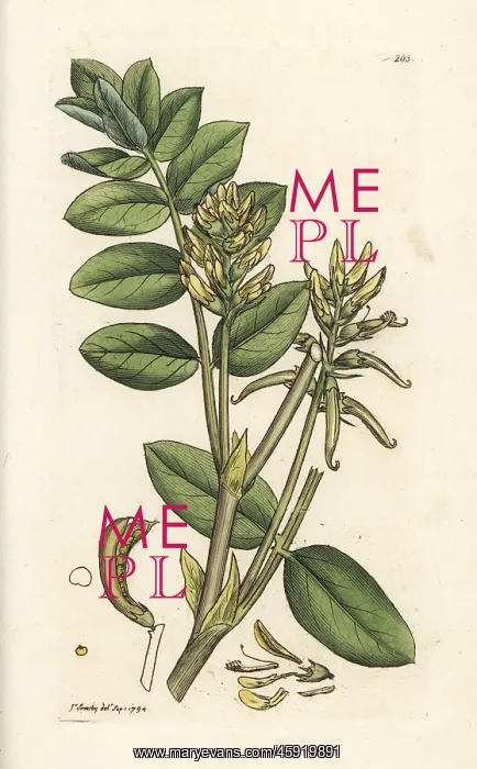 : Wild licorice, Astragalus glycyphyllos : Wild licorice, Astragalus glycyphyllos