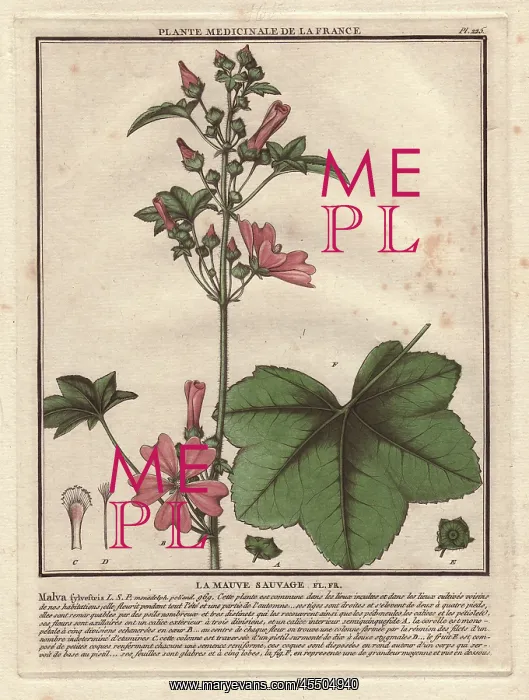 : Wild mallow, Malva sylvestris : Wild mallow, Malva sylvestris