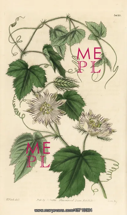 : Wild maracuja, Passiflora foetida : Wild maracuja, Passiflora foetida
