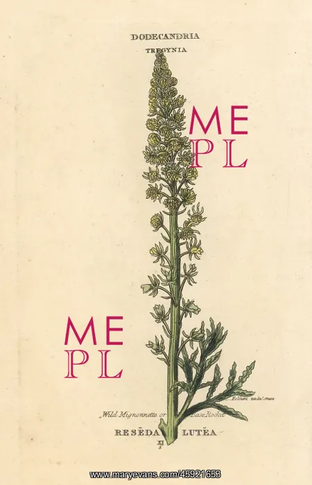 : Wild mignonette or base rocket, Reseda lutea : Wild mignonette or base rocket, Reseda lutea