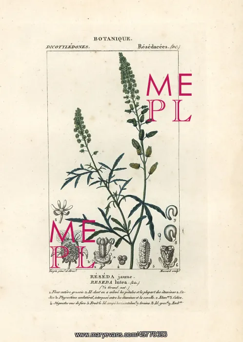 : Wild mignonette, Reseda lutea : Wild mignonette, Reseda lutea