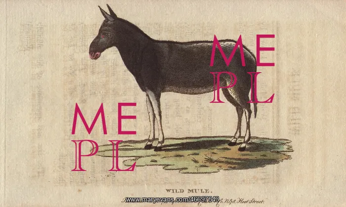 : Wild mule, Equus mulus : Wild mule, Equus mulus