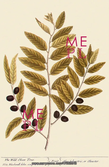  : Wild Olive Tree, Olea europaea