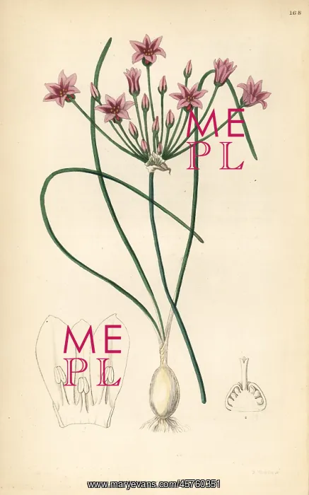 : Wild onion, Allium neriniflorum : Wild onion, Allium neriniflorum