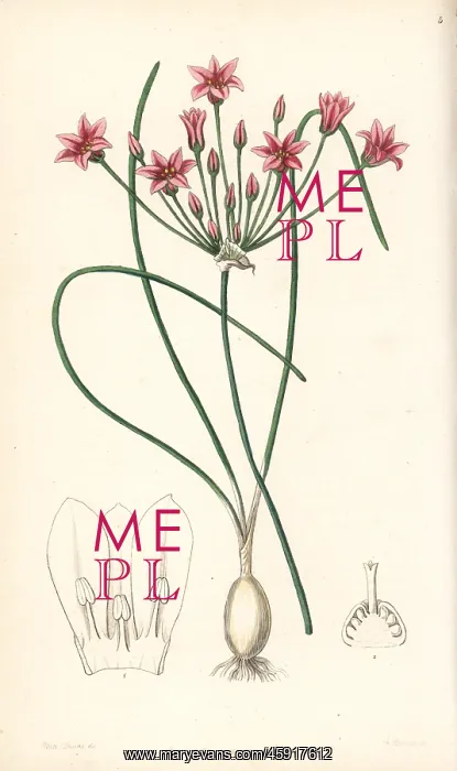 : Wild onion, Allium neriniflorum : Wild onion, Allium neriniflorum
