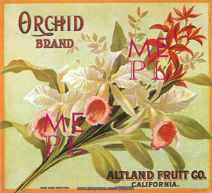  : Wild Orchids