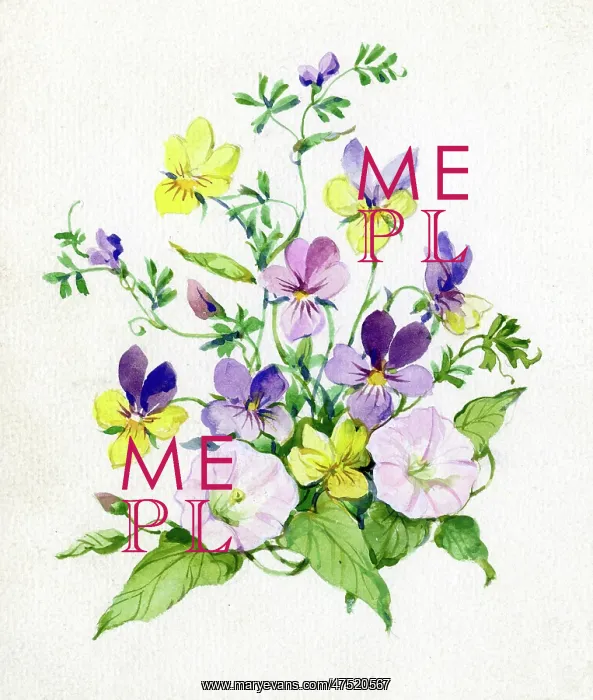  : Wild pansies and convolvulus