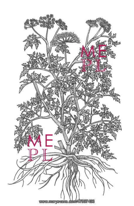 : Wild Parsley : Wild Parsley