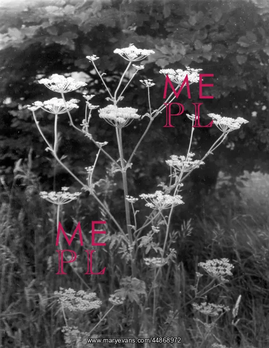  : WILD PARSNIP