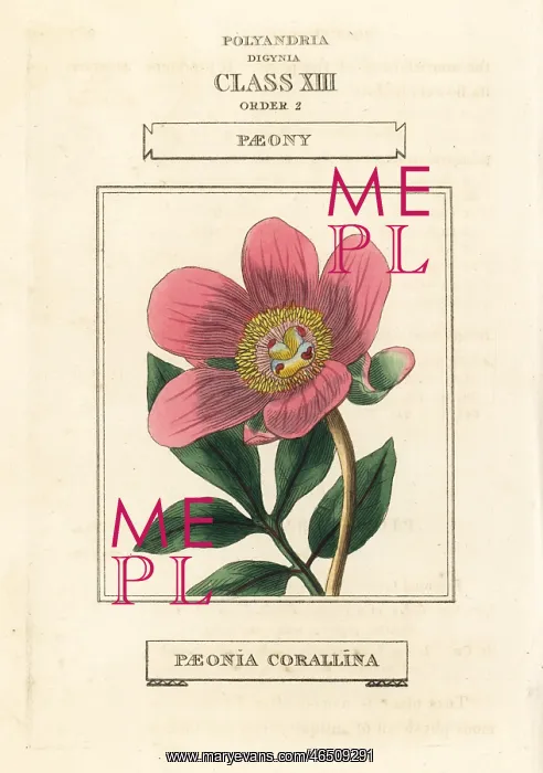 : Wild peony, Paeonia mascula : Wild peony, Paeonia mascula