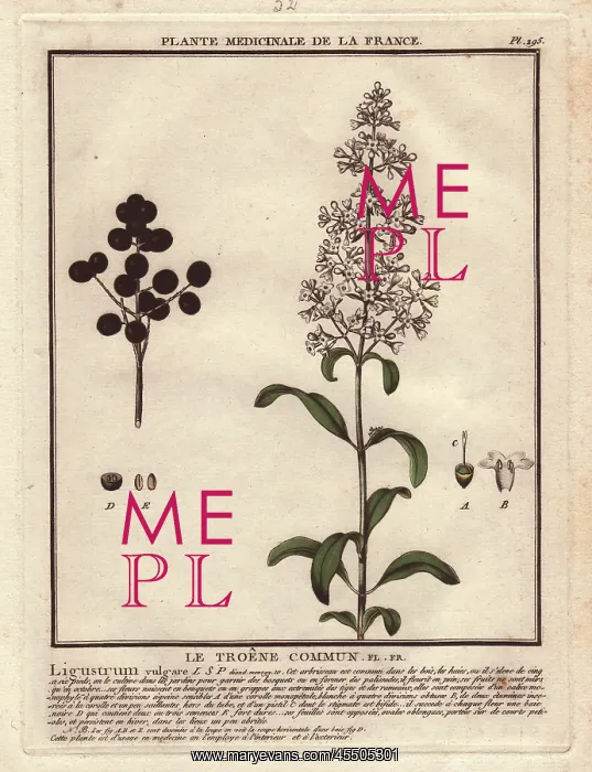 : Wild privet, Ligustrum vulgare : Wild privet, Ligustrum vulgare