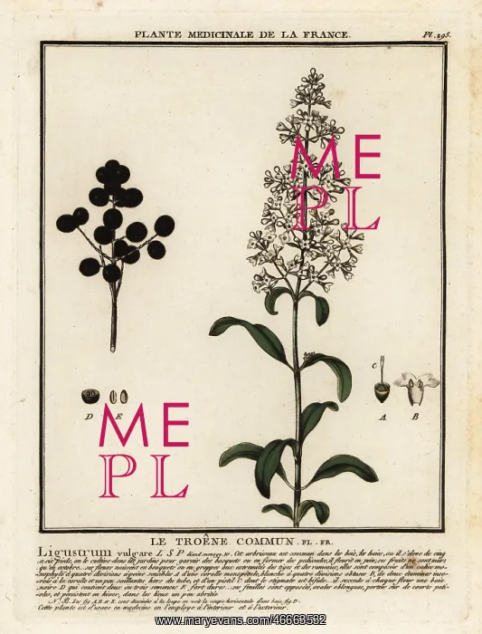 : Wild privet, Ligustrum vulgare : Wild privet, Ligustrum vulgare