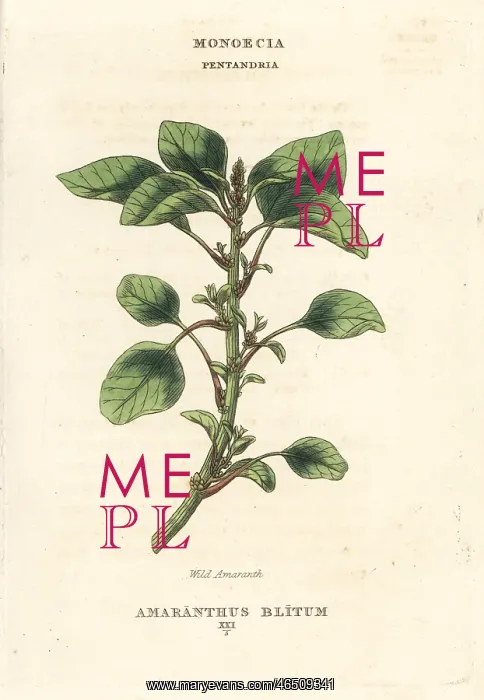 : Wild or purple amaranth, Amaranthus blitum : Wild or purple amaranth, Amaranthus blitum