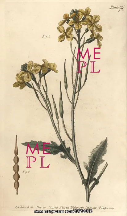 : Wild radish, Raphanus raphanistrum : Wild radish, Raphanus raphanistrum