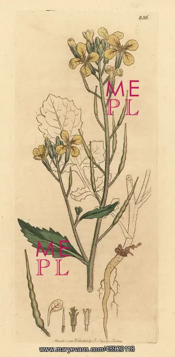 : Wild radish, Raphanus raphanistrum : Wild radish, Raphanus raphanistrum