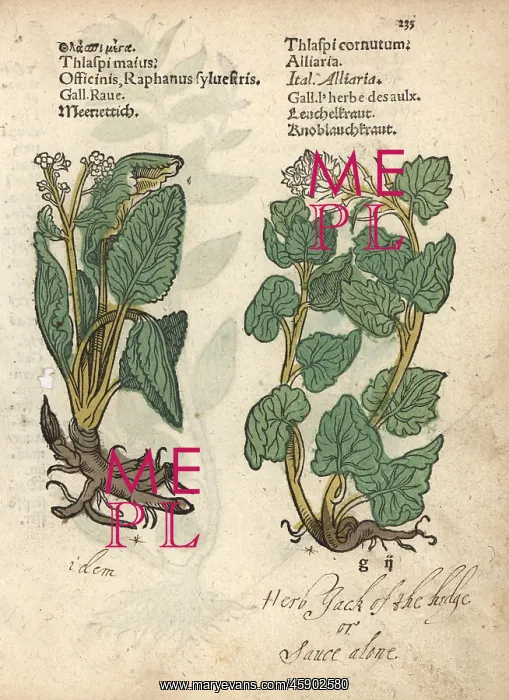: Wild radish, Raphanus raphanistrum, and garlic : Wild radish, Raphanus raphanistrum, and garlic