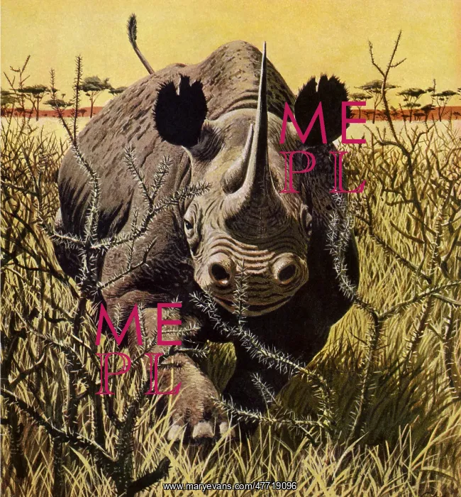  : Wild Rhino Charging