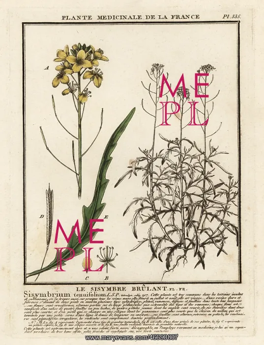 : Wild rocket, Diplotaxis tenuifolia : Wild rocket, Diplotaxis tenuifolia