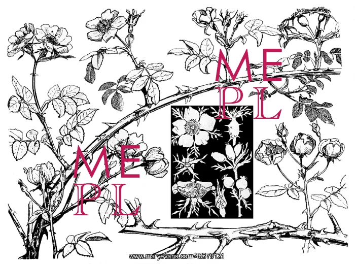 : Wild Rose. Studies in plant form with suggestions for their application to design : Wild Rose. Studies in plant form with suggestions for their application to design