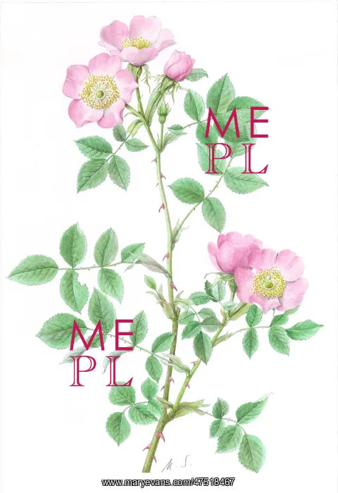  : Wild Rose