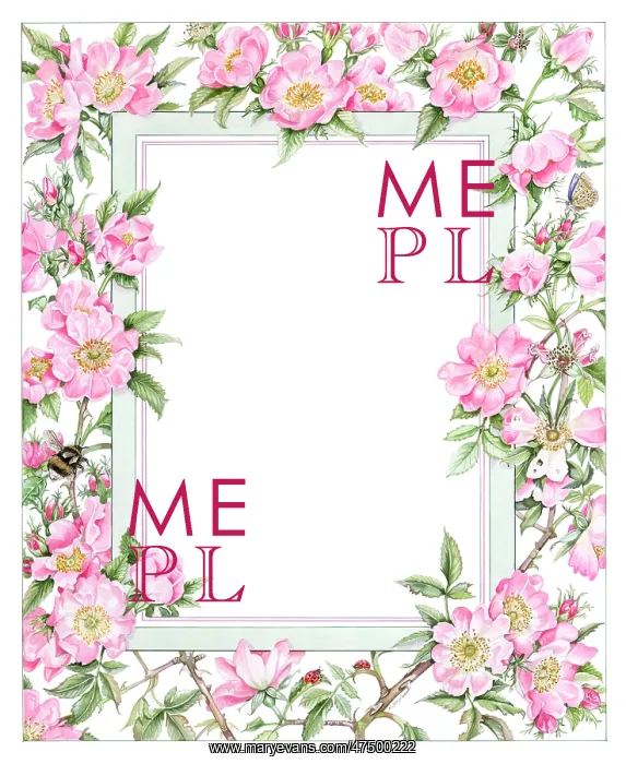  : Wild Rose Border