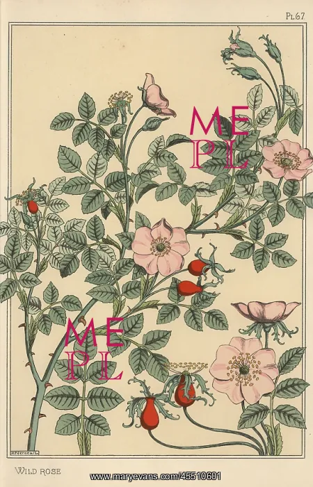: Wild rose botanical study : Wild rose botanical study