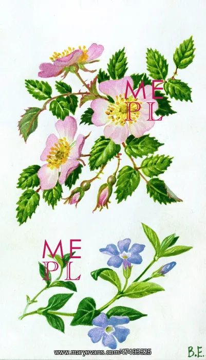 : Wild rose and periwinkle