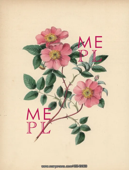 : Wild rose, Rosa parviflora : Wild rose, Rosa parviflora