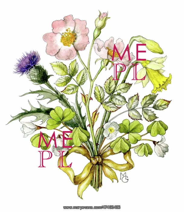 : Wild rose, thistle, shamrock and daffodil : Wild rose, thistle, shamrock and daffodil