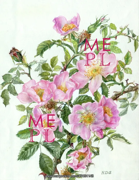  : Wild Roses