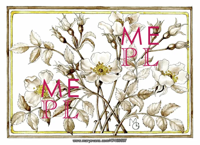  : Wild Roses