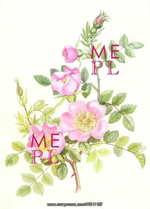  : Wild Roses