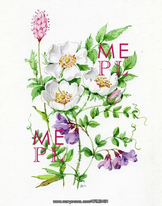  : Wild Roses and Blue Vetch