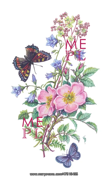  : Wild roses and harebells with two butterflies