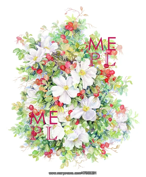  : Wild Roses and Hips
