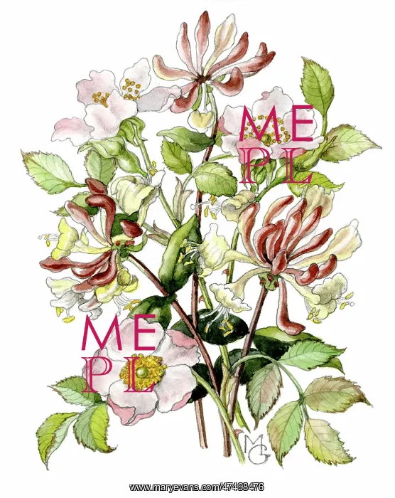  : Wild Roses and Honeysuckle