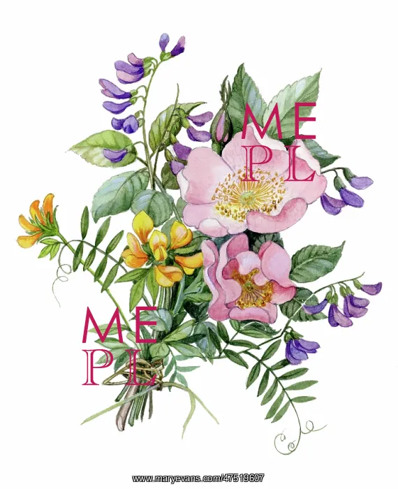  : Wild Roses and Vetches
