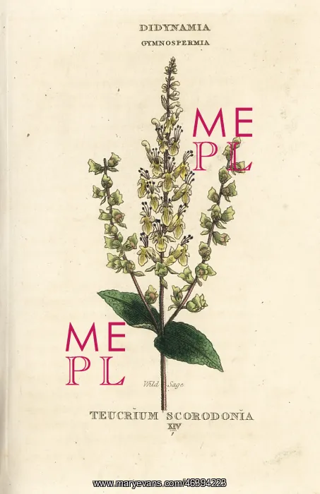: Wild sage, Teucrium scorodonia : Wild sage, Teucrium scorodonia