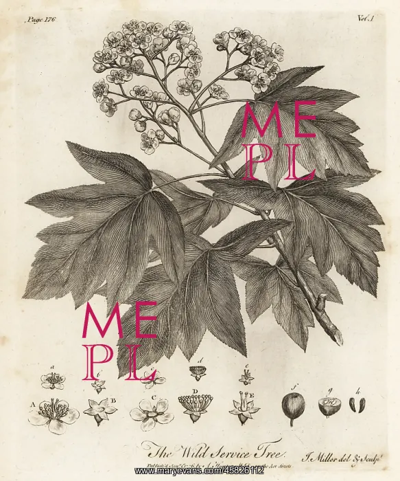 : Wild service tree, Sorbus torminalis : Wild service tree, Sorbus torminalis