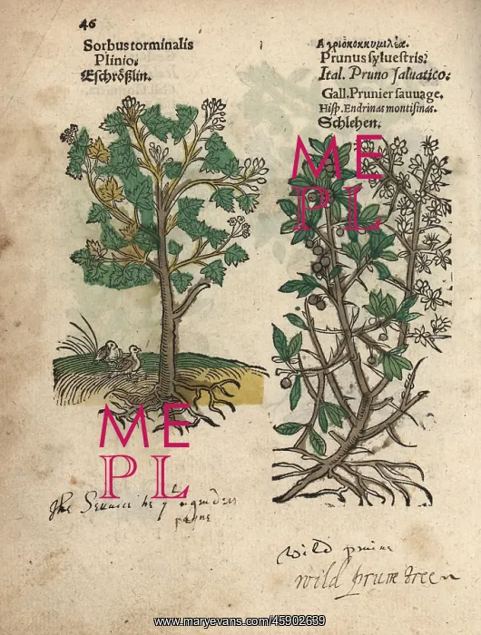 : Wild service tree, Sorbus torminalis, and : Wild service tree, Sorbus torminalis, and