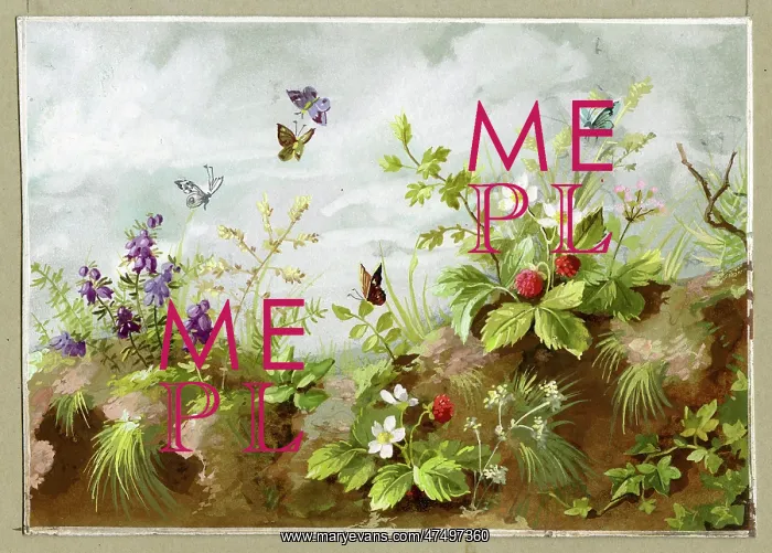  : Wild strawberries and heather