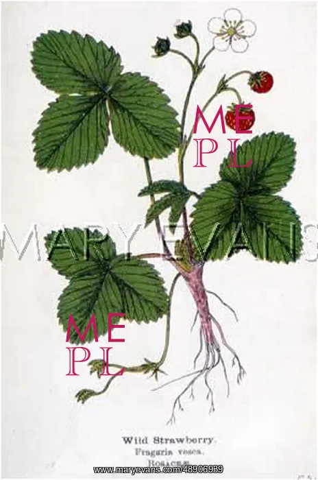 : WILD STRAWBERRY