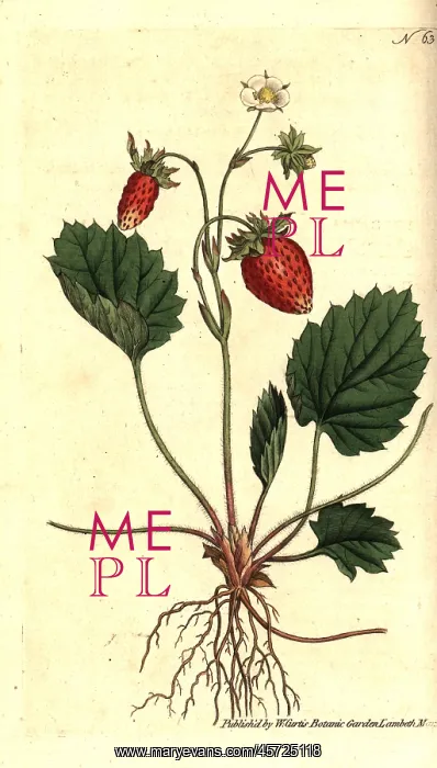 : Wild strawberry, Fragaria vesca : Wild strawberry, Fragaria vesca